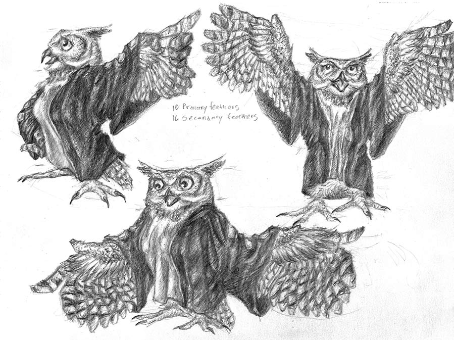 Character model sheet of an owl character in different poses