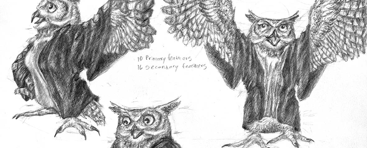 Detail of a character model sheet of an owl character